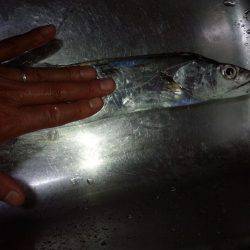 太刀魚調査・・・渋かった(泣)